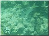 fische_243.jpg