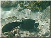 fische_245.jpg