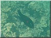 fische_249.jpg