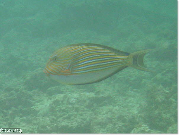 fische_001.jpg