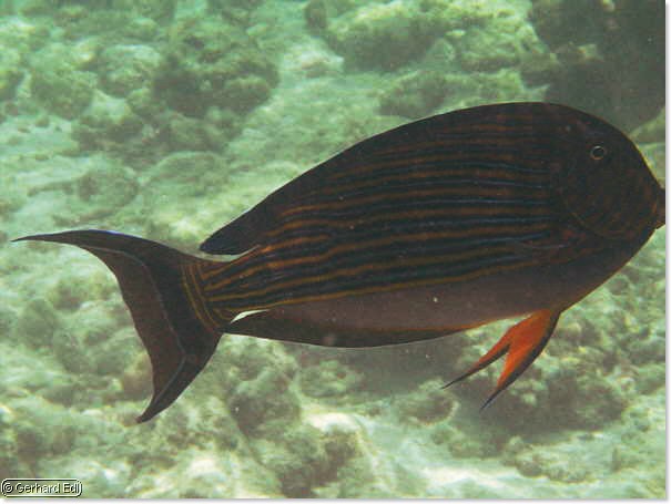 fische_011.jpg