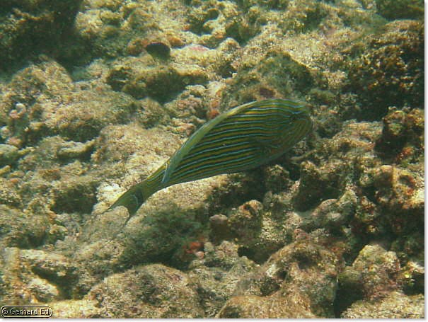 fische_021.jpg