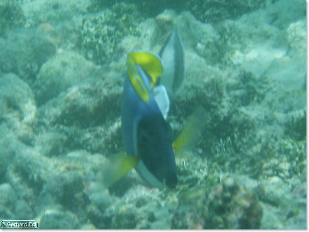 fische_035.jpg