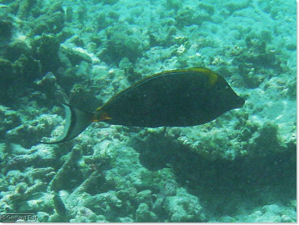 fische_039.jpg