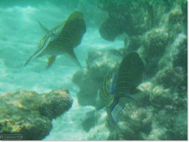 fische_043.jpg