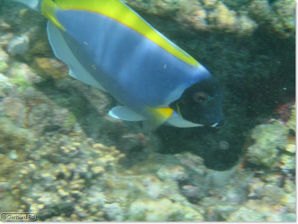 fische_044.jpg