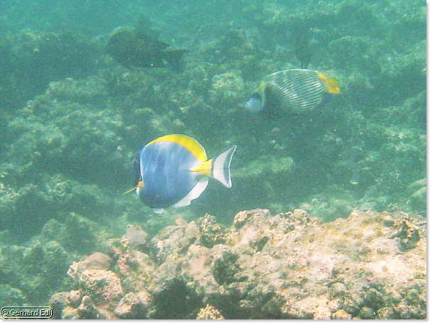 fische_045.jpg