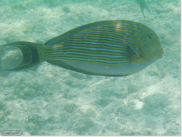 fische_047.jpg
