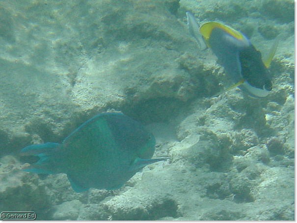 fische_049.jpg