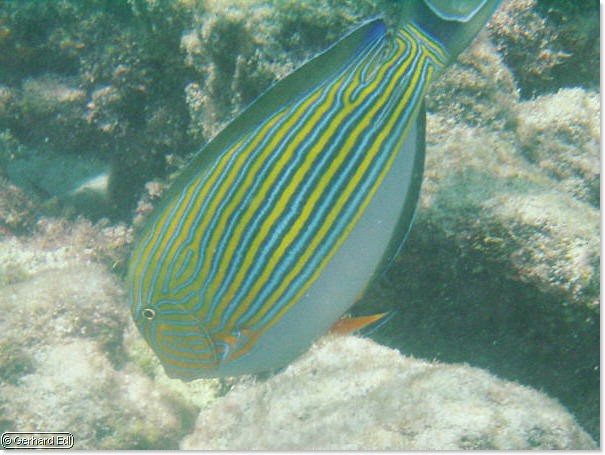 fische_056.jpg