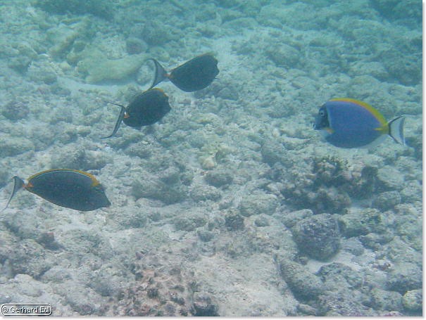 fische_058.jpg