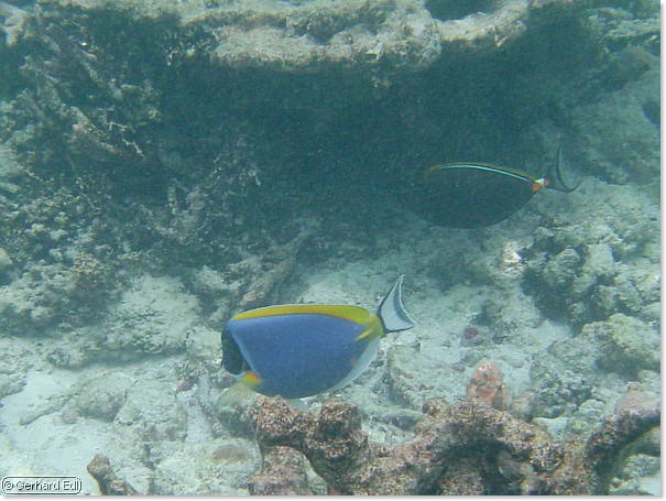 fische_060.jpg