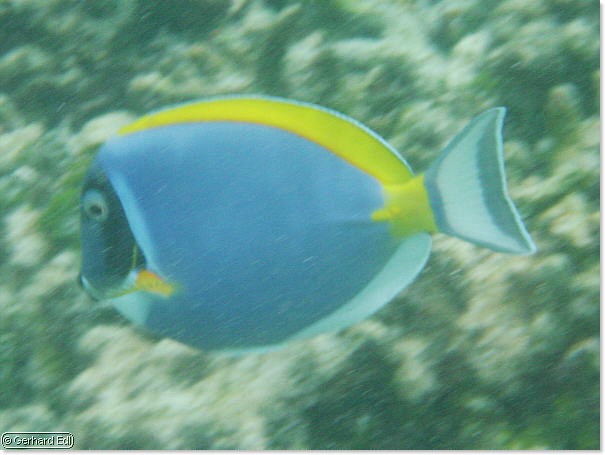 fische_069.jpg