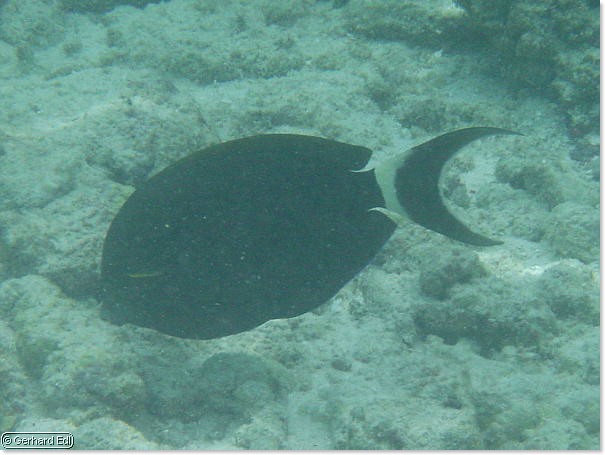 fische_071.jpg