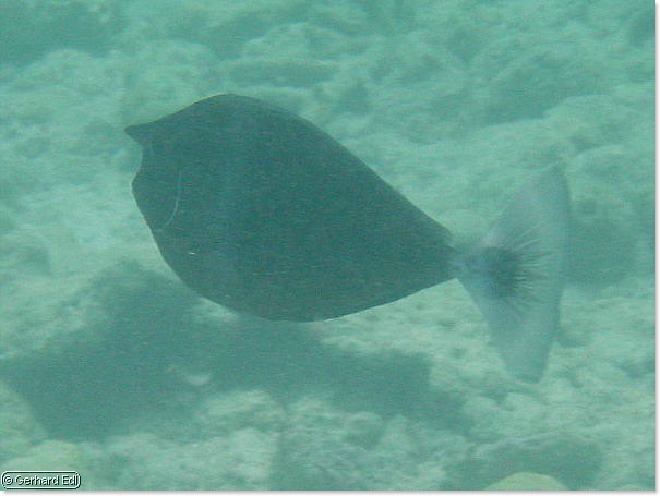 fische_072.jpg