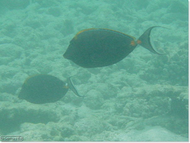 fische_075.jpg