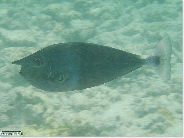 fische_078.jpg