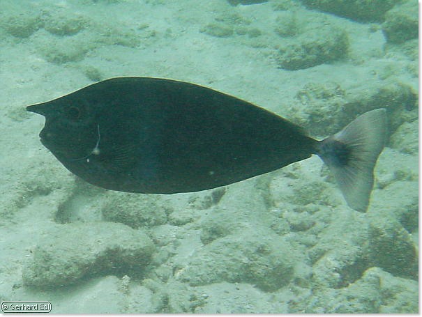 fische_080.jpg