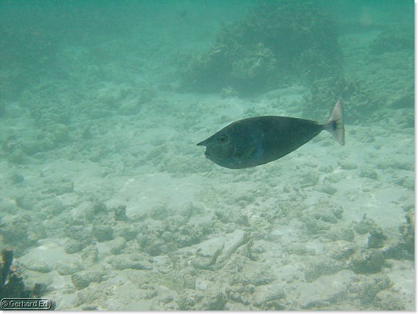 fische_081.jpg
