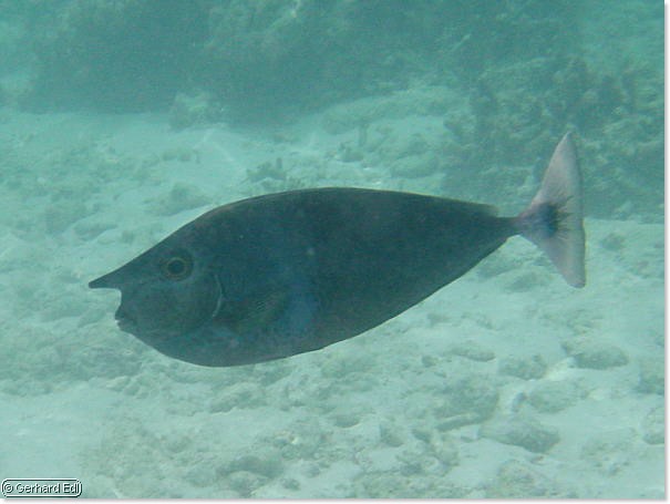 fische_082.jpg