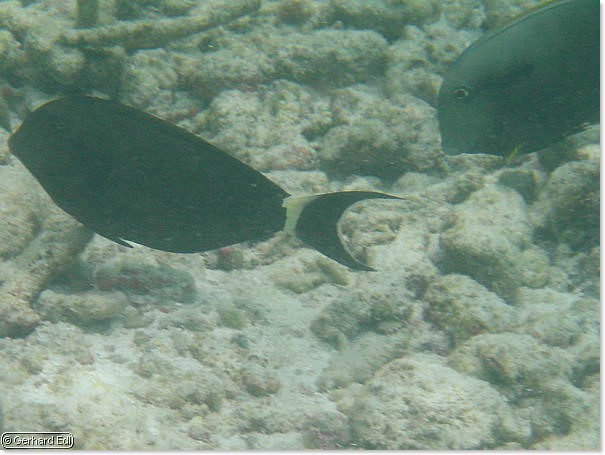 fische_084.jpg