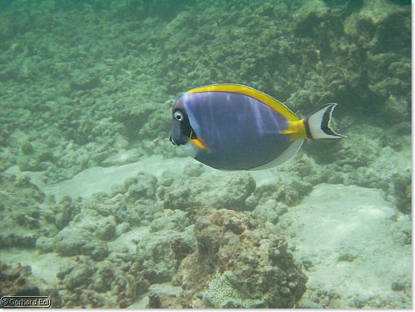 fische_105.jpg