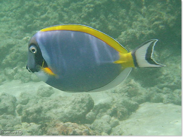 fische_106.jpg