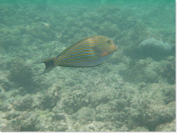 fische_109.jpg