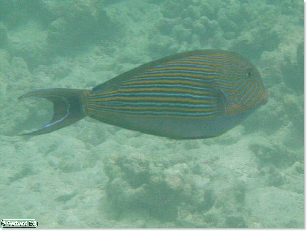 fische_110.jpg