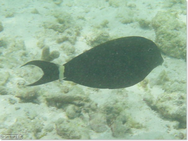 fische_122.jpg