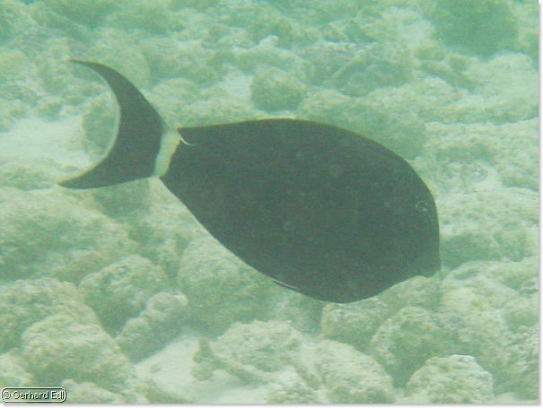 fische_123.jpg
