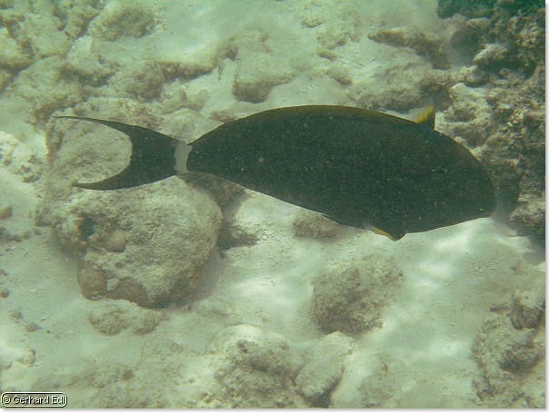 fische_126.jpg