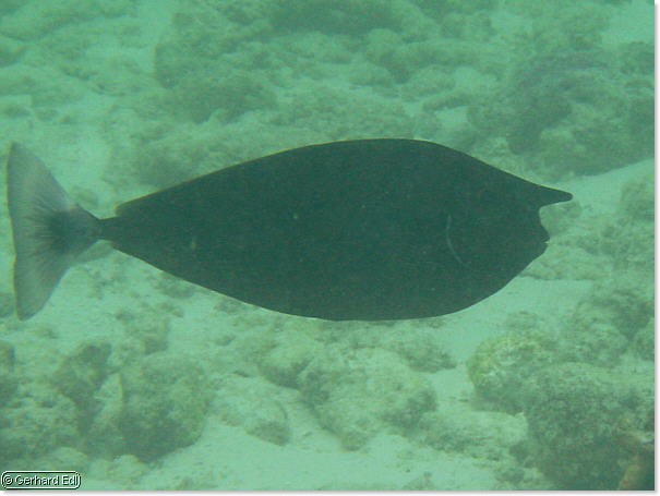 fische_127.jpg