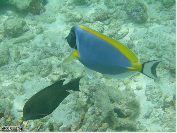 fische_130.jpg