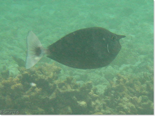 fische_131.jpg
