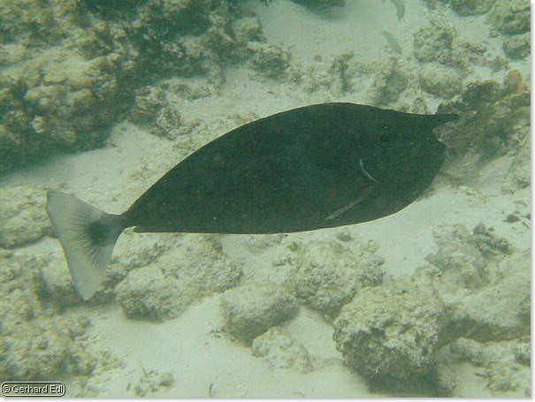 fische_132.jpg