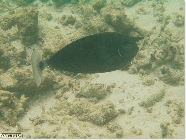 fische_133.jpg