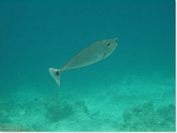 fische_150.jpg