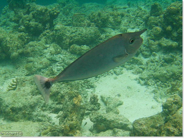 fische_151.jpg