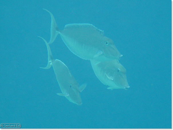 fische_168.jpg