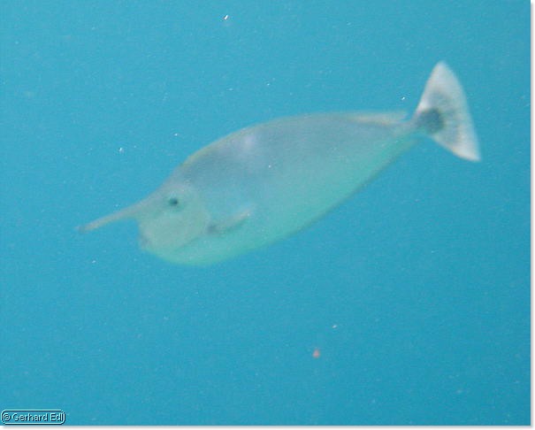 fische_169.jpg