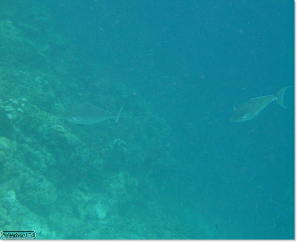 fische_170.jpg