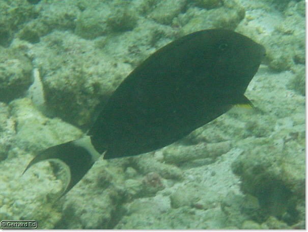 fische_173.jpg