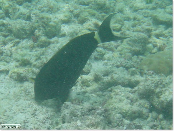 fische_188.jpg