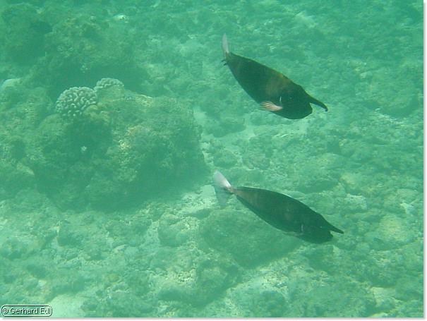 fische_212.jpg