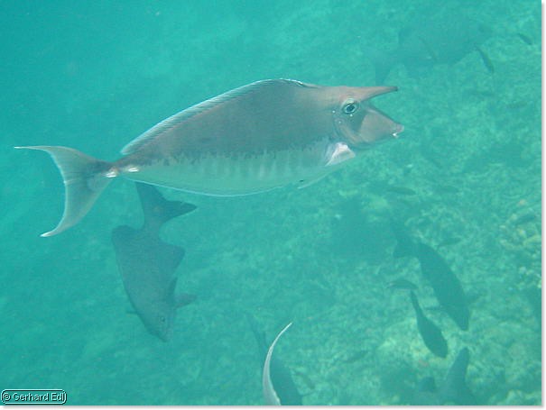 fische_228.jpg