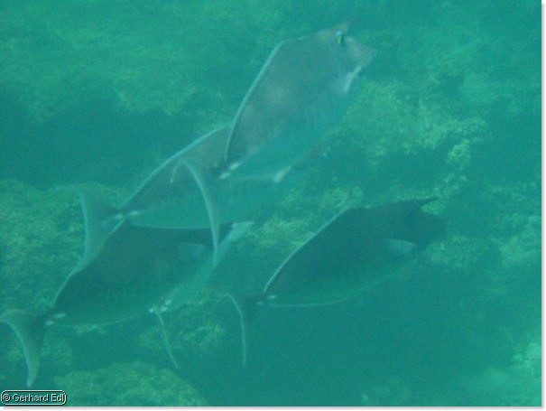 fische_233.jpg