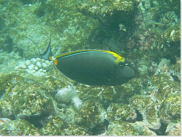 fische_238.jpg