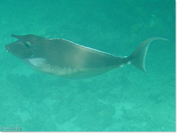 fische_256.jpg
