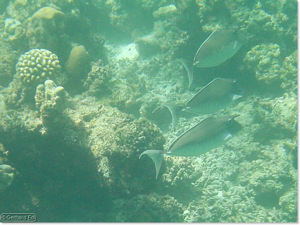 fische_263.jpg